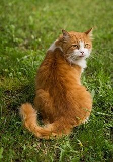 animal-1868606__340.jpg