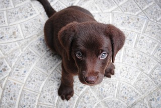 puppy-1082141_960_720.jpg